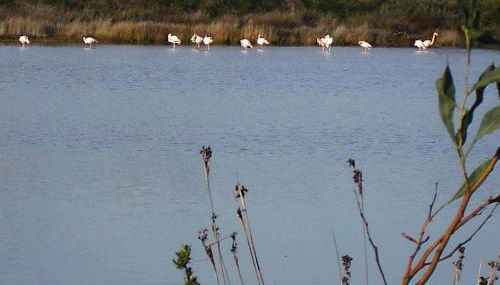 Casetta sul Mare - Foto 5
