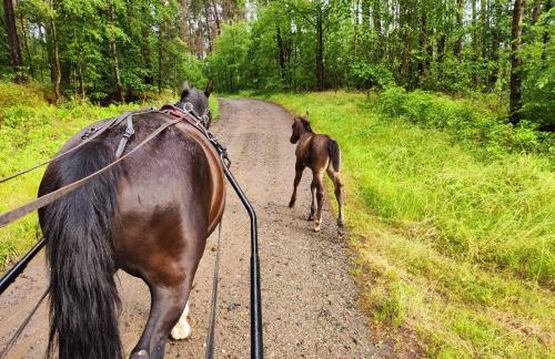 Vigor Horses - Foto 79