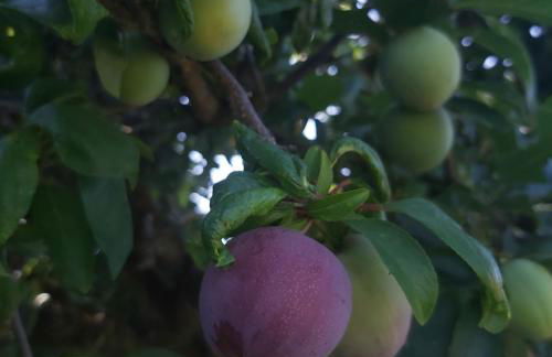 Quinta JR - Casa de campo - Foto 32