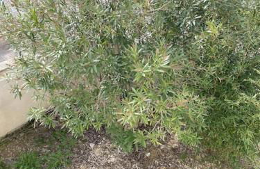 Les Villas de Castel - Villa Les lauriers - Photo 29