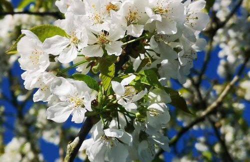 Maison Trichard - Photo 60