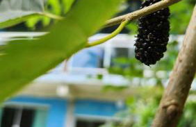 Sítio do Sossego - Foto 26