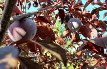 Quinta do Regalo - Foto 71