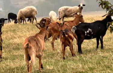 Los Tres Hórreos - Foto 24