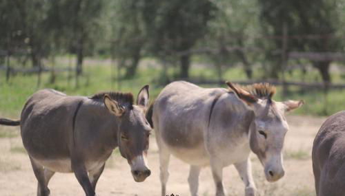 Pian del Pigro - Foto 5