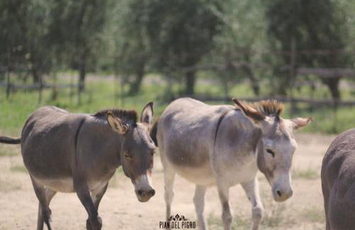 Pian del Pigro - Foto 5