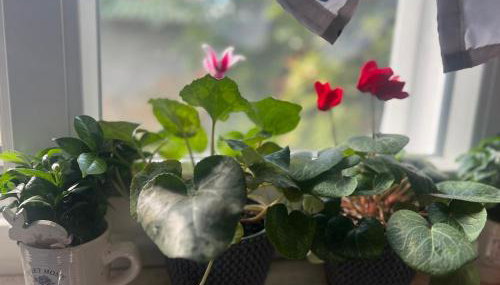 Kuća za odmor Josip - Photo 2