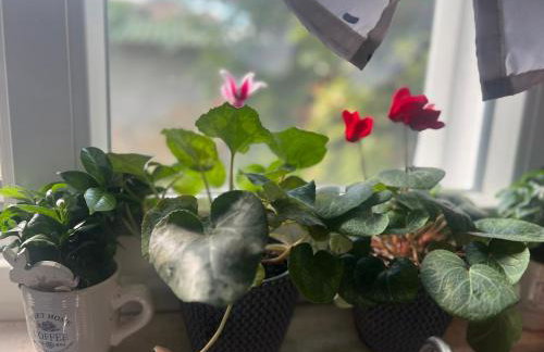 Kuća za odmor Josip - Foto 2