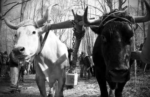 Tana di Zia Nature, Yourself, Love - Foto 65