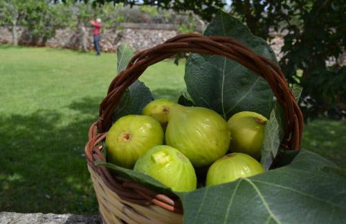 Tenuta Masseria & Spa Chicco Rizzo - Foto 30