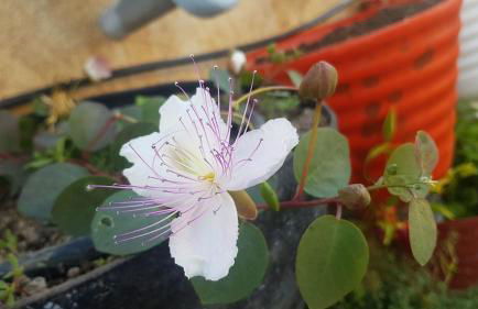 Il Trullo al Mare -Trullo by the sea- Pool & Beach - Foto 47