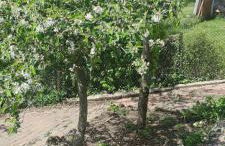 La petite maison d'Hose - Foto 19