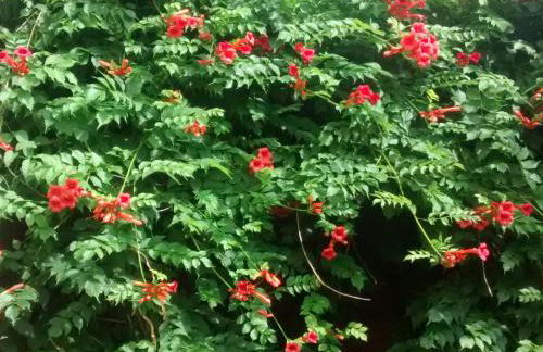 Herberge im "alten Pfarrhaus" in Schmergow am Havel-Radweg - Foto 23