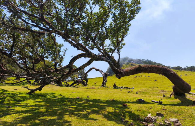 Enchanted Terraces Half-Day Trip - Photo 15