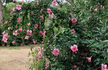 lamarzellina - Foto 18