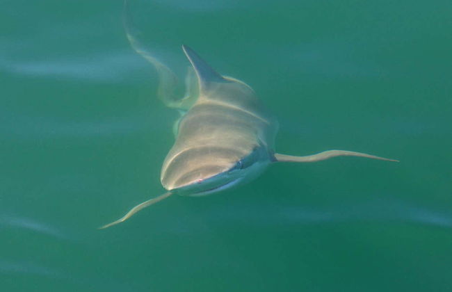 Nadar com tubarões em False Bay - Foto 7