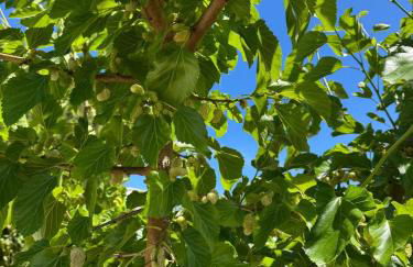 Villa Carmela a San Pietro in Bevagna (TA) - Foto 54