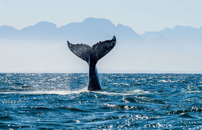 Whale & Dolphin Sighting Tour - Photo 1