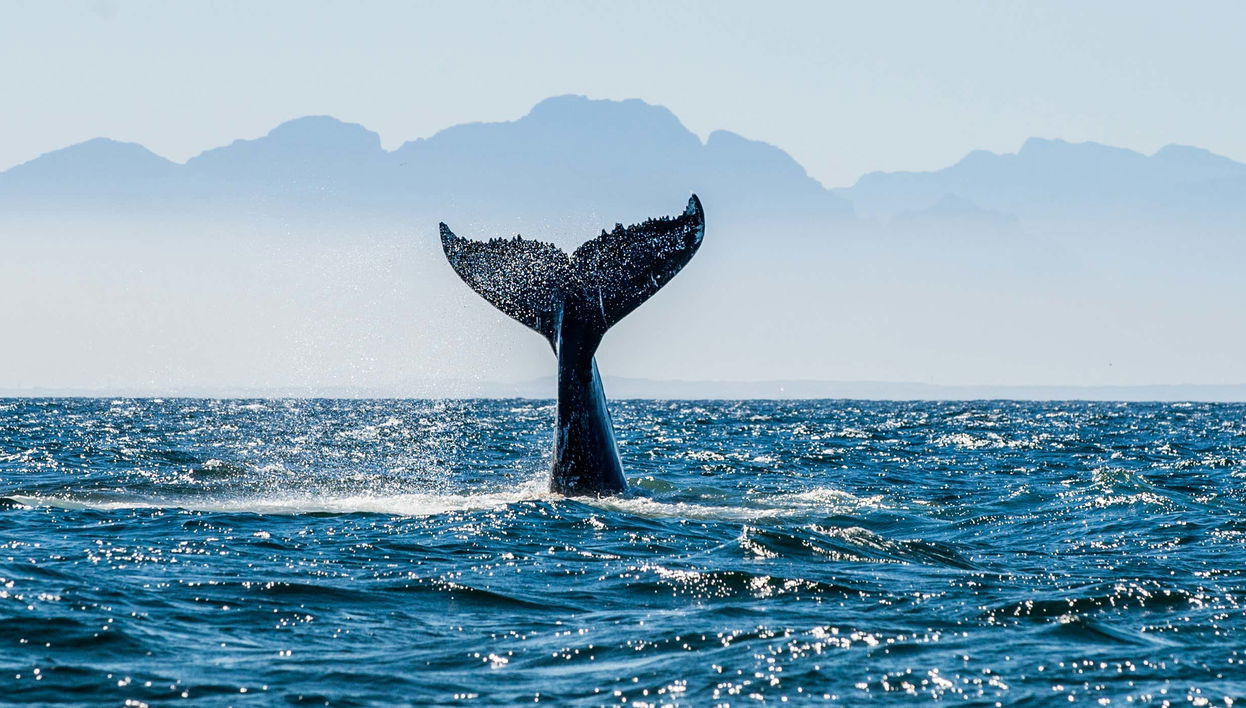 Avistamiento de ballenas y delfines en Barbate - Foto 1