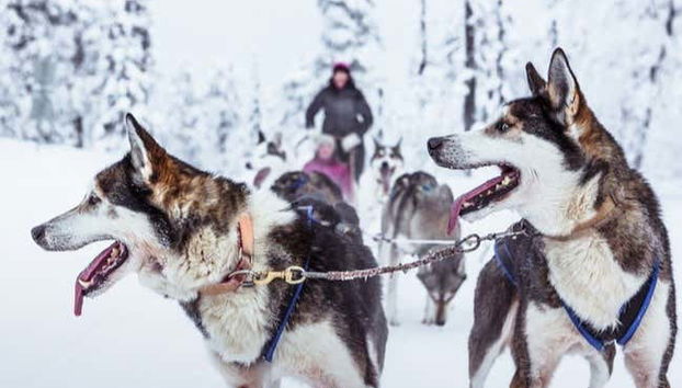 Paseo en trineo de perros husky
