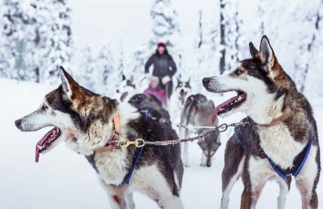 Balade en traîneau tiré par des huskies - Photo 2