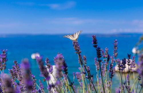 Apartment Smokvina - Foto 28