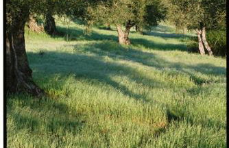 Horta de Torrejais - Foto 30