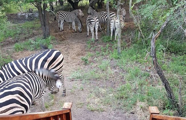 Hout Huisie Wooden House Self Catering Africa Bush Vacation In Marloth Park - Foto 17