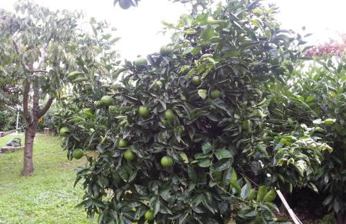 O Ze Ja Dormiu Aqui - Photo 51