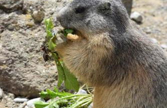 Gîtes Les Garianes - Foto 21