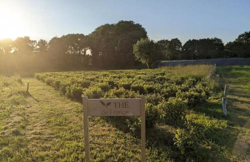 Maison typique bretonne avec toit de chaume - Foto 3
