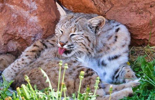 Bright Eastside 2BD 2BA Retreat w Pool and Parking - Foto 34