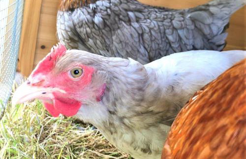 Deer Den timber clad cabin with hot tub, up private lane - Photo 28