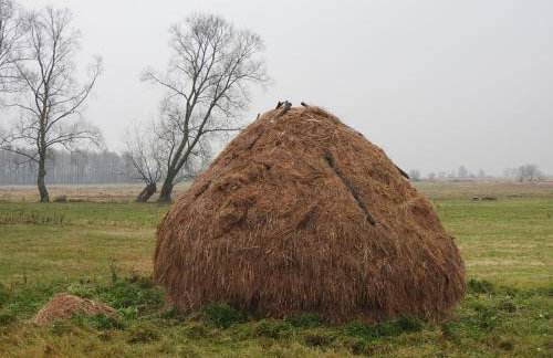 Agroturystyka Biebrzańska Kraina - Foto 50