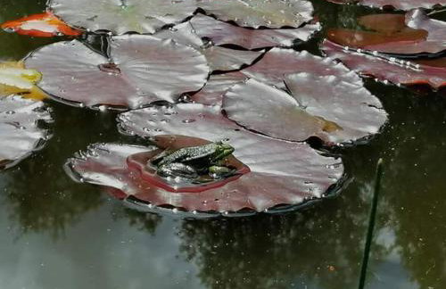 Gierszówka Smak&Relaks - Foto 49