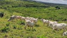 Chacara Suíça sergipana - Foto 2