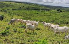 Chacara Suíça sergipana - Photo 2