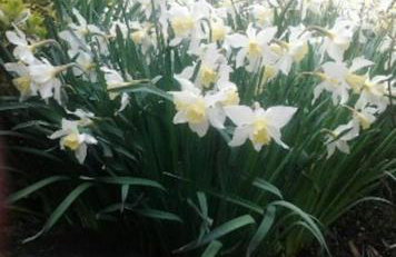 Rose Cottage - Foto 52