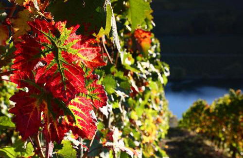 Ferienwohnung Ankerplatz - Foto 30