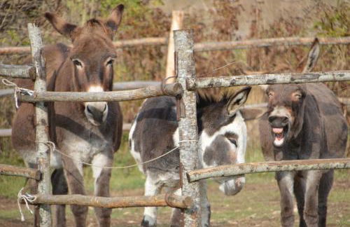 Casa Ladyhawke - Foto 6