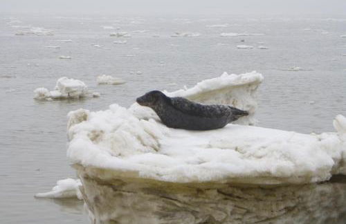 Kiekin-Kiekut - Foto 38