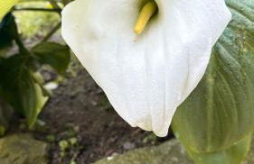 Casa das Castanhas - Cinfães, Viseu - Foto 15