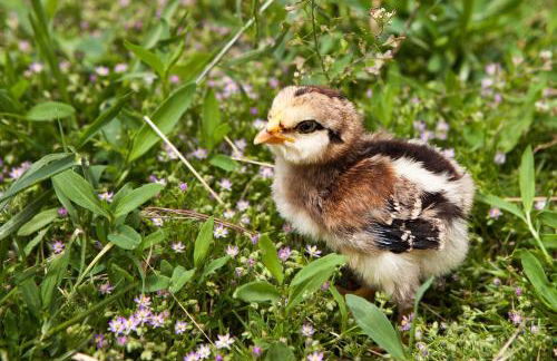 Poggio Diavolino - Suvereto - Foto 19