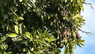 Hort de les Oronetes - Foto 5, Garden