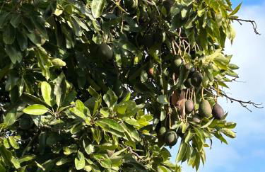 Hort de les Oronetes - Foto 5