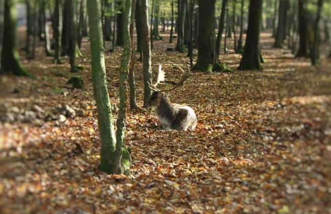 Modern Holiday Home in Hessen - Foto 28