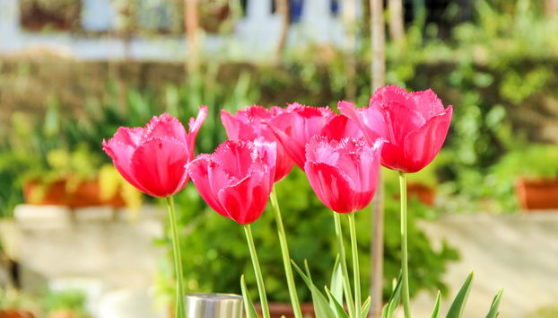 Jagoda - Foto 5, Mood