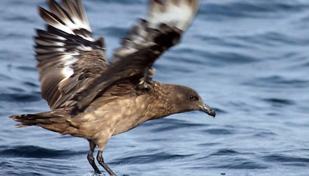 Ria Formosa Bird Watching - Foto 3