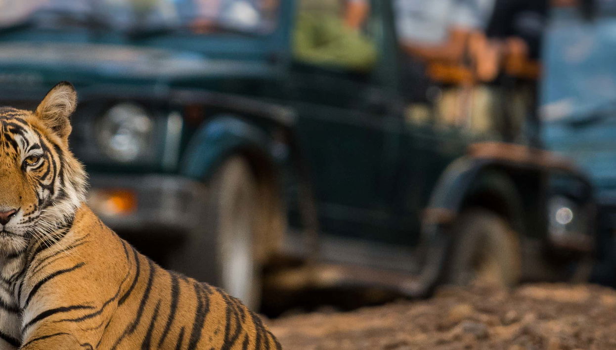 Ranthambore 2-Day Safari