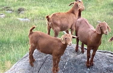 Feldberg Apartment - direkt an der Skipiste - mit Sauna - Foto 42
